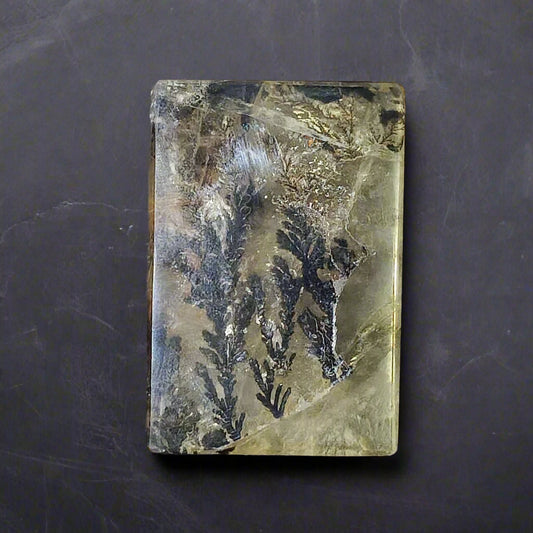 Rectangular stone with fossilized plant or animal remains on a dark background
