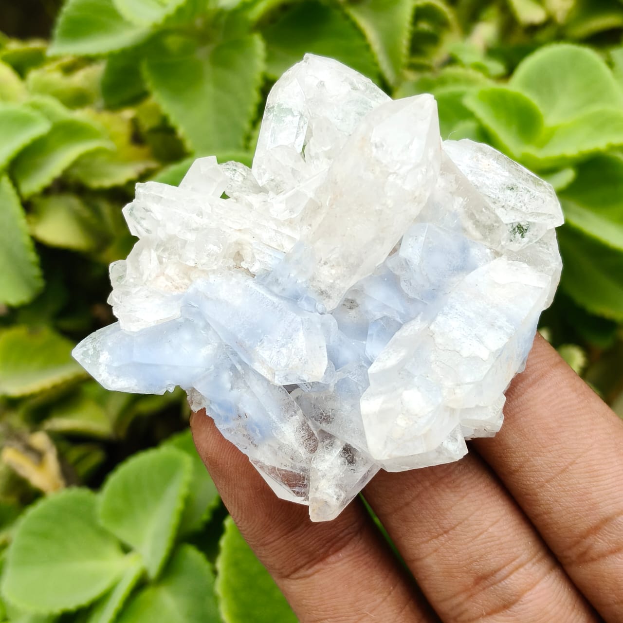Hand holding a large crystal cluster against a green leafy background